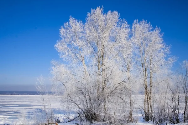 Beaux arbres dans le gel blanc — Photo