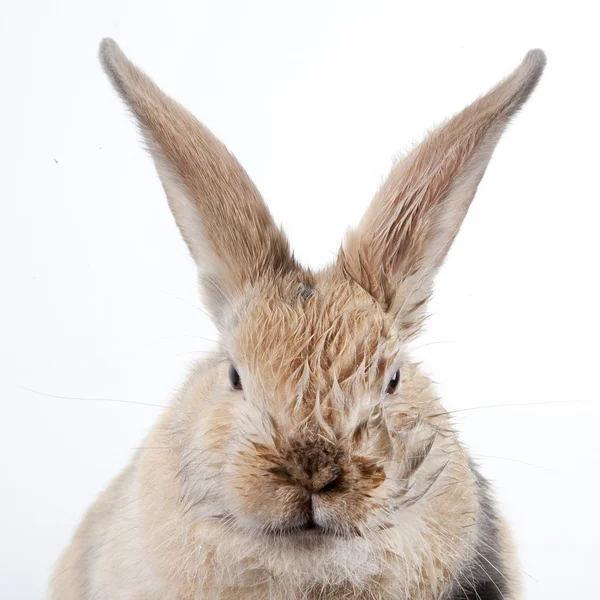 Kleines Kaninchen wäscht — Stockfoto