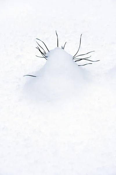 Malá borovice ve sněhu — Stock fotografie