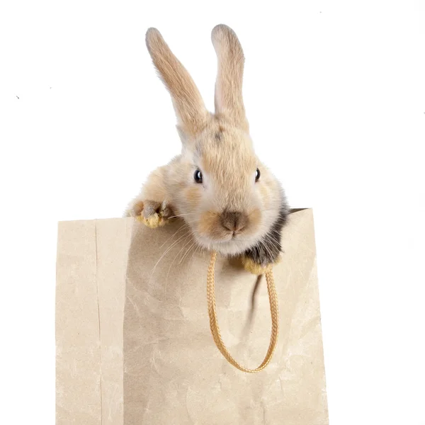 Rabbit in a paper bag — Stock Photo, Image