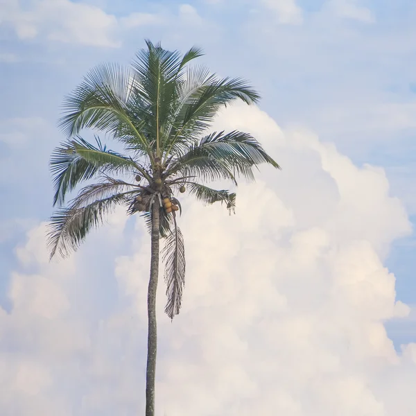パームと空と雲 — ストック写真