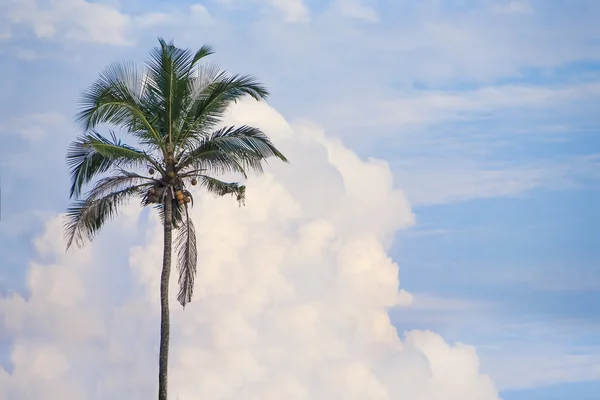 パームと空と雲 — ストック写真