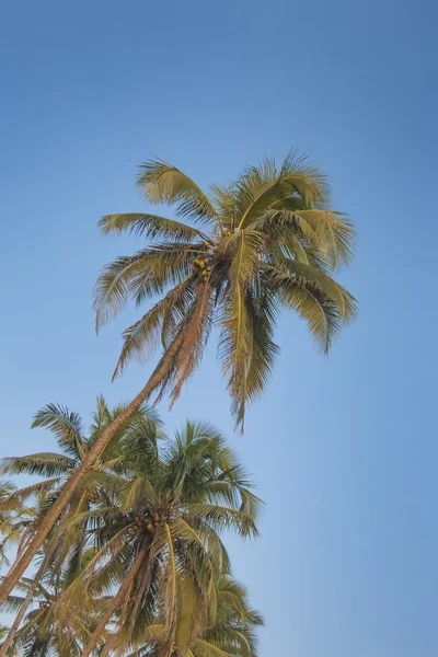 Palmas no fundo no céu . — Fotografia de Stock