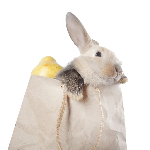 Konijn in een papieren zak — Stockfoto