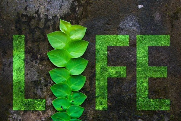 Planta verde en una vieja pared — Foto de Stock