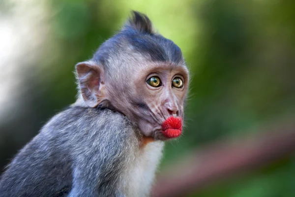 Scimmia divertente con le labbra rosse — Foto Stock