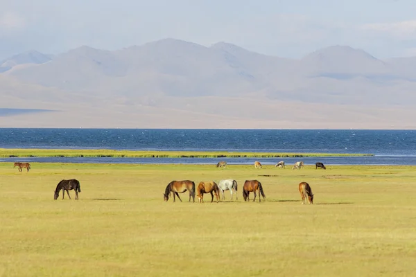 Horses graze in the pasture — Stock Photo, Image