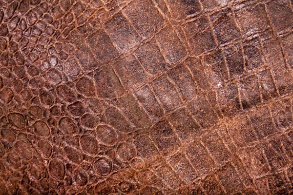 Texture della pelle rettile — Foto Stock