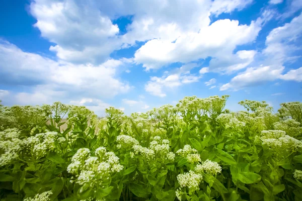 Green plants and clouds — Stock Photo, Image