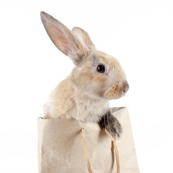 Kaninchen in einer Papiertüte — Stockfoto