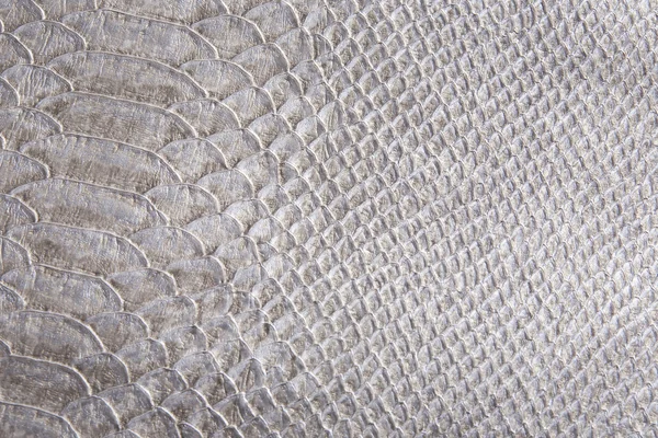 Reptile skin texture — Stock Photo, Image