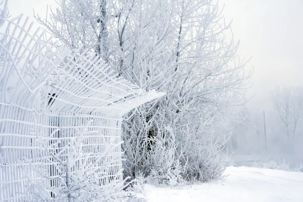 Зимние деревья и забор — стоковое фото