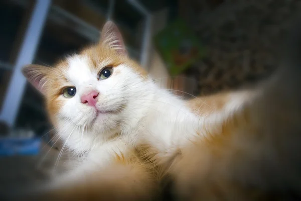 Katt skjuter selfie — Stockfoto