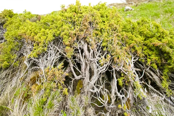 Groene juniper achtergrond — Stockfoto