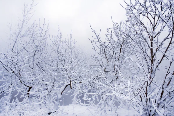 Árboles de invierno y cerca —  Fotos de Stock