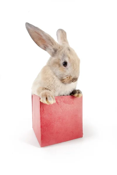 Pequeño conejo en una caja — Foto de Stock