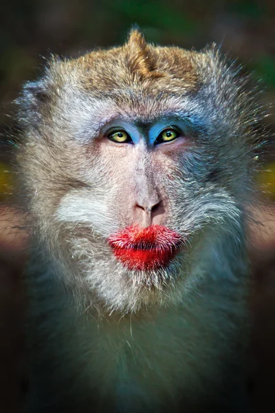 Mono divertido con labios rojos — Foto de Stock