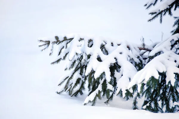 Filialer täckta med snö — Stockfoto