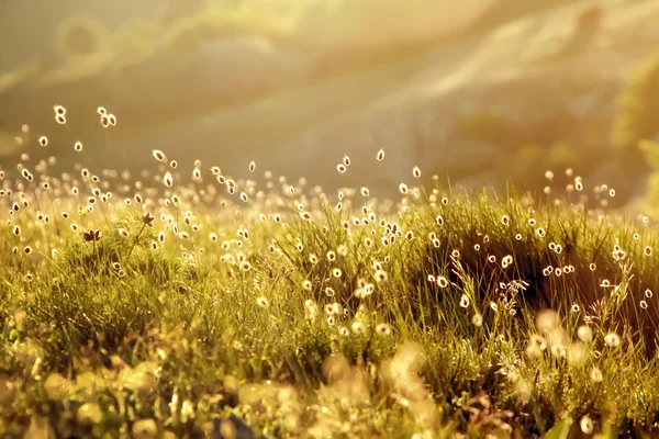 Işınları yeşil çayır