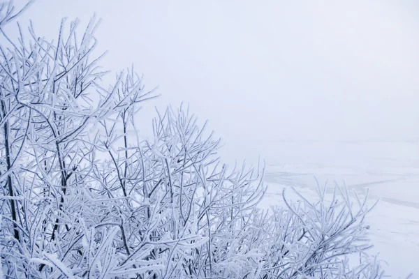 Téli fák a fagy — Stock Fotó