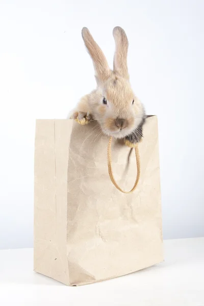 Rabbit in a paper bag — Stock Photo, Image