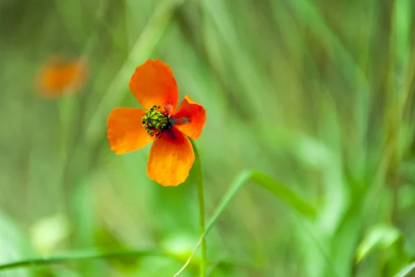 Red poppy flower — Stock Photo, Image