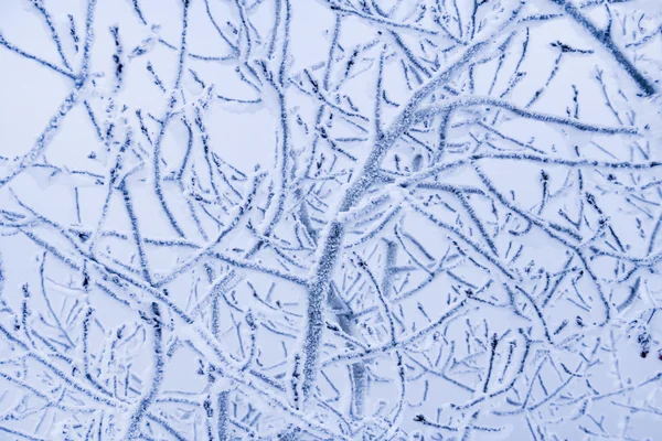 Vinter träd och staket — Stockfoto