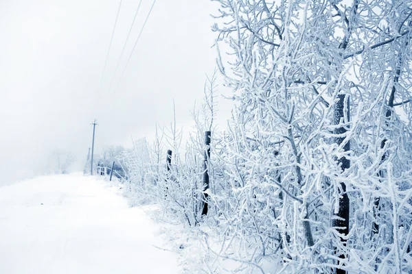 Téli fák és a kerítés — Stock Fotó
