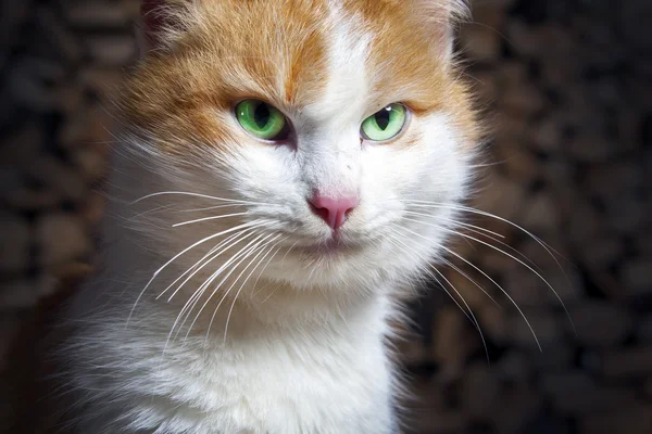 Gato com olhos verdes — Fotografia de Stock