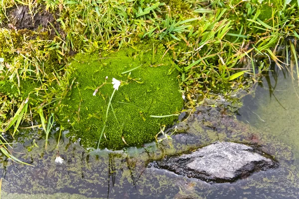 Alpine weide, moss — Stockfoto
