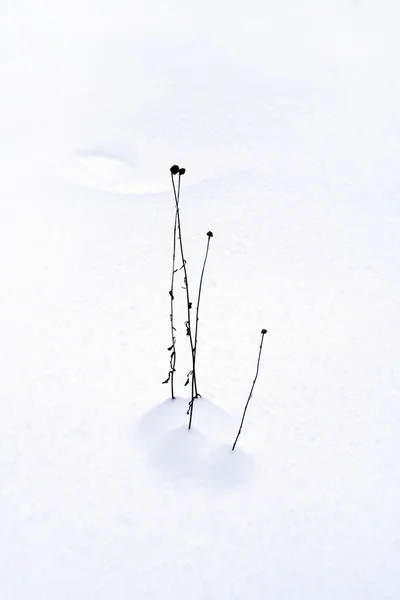 Blade of grass in the snow — Stock Photo, Image