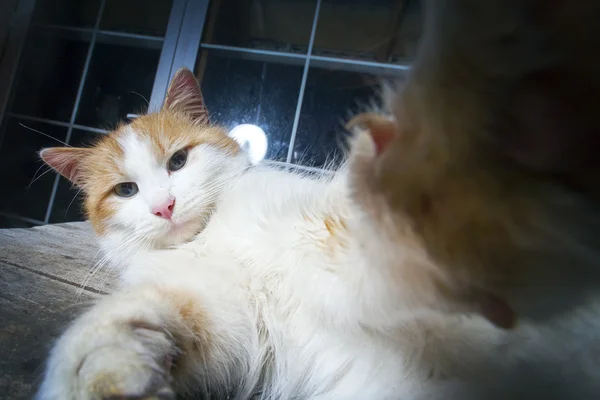 Katt skjuter selfie — Stockfoto