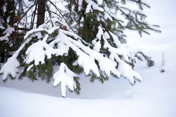 Hóval borított ágak — Stock Fotó
