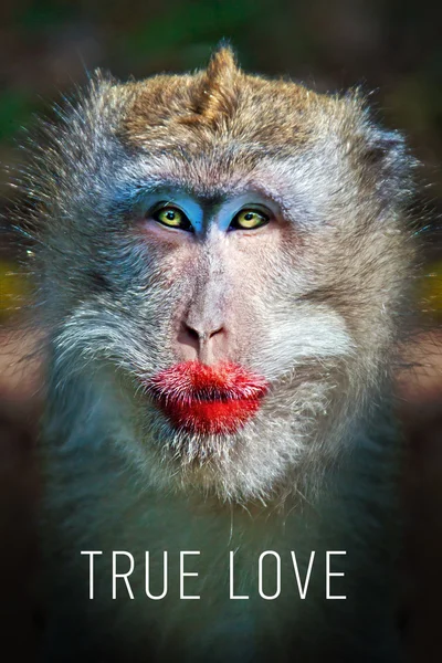 Funny monkey with a red lips — Stock Photo, Image