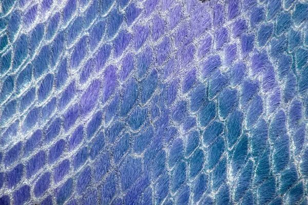 Textury kůže plazů — Stock fotografie