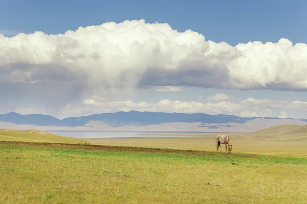 Pastoreo de caballos en el pasto — Foto de Stock