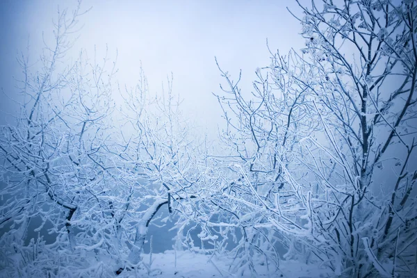 Vinter träd och staket — Stockfoto