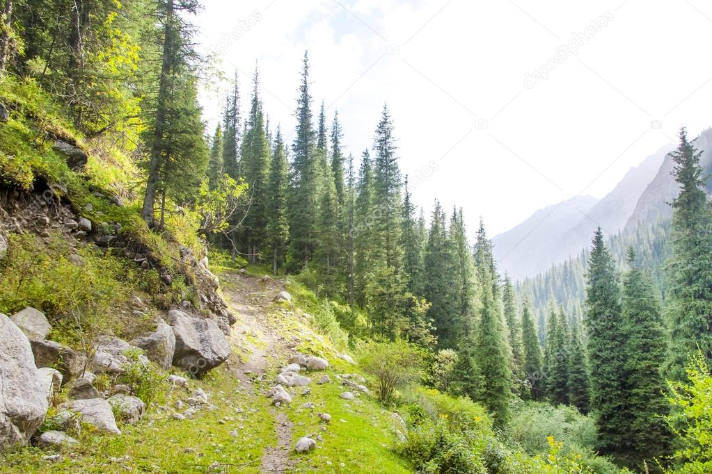 Mountain road in the forest