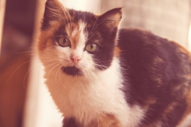 Şirin, clorful kitty kapalı