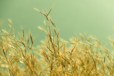 Sabah güneşi çayır çimen