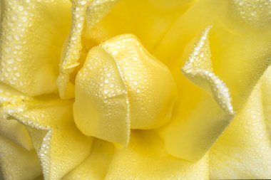 Gül yaprakları çiğ damlaları ile