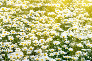 Pitoresk papatya alan