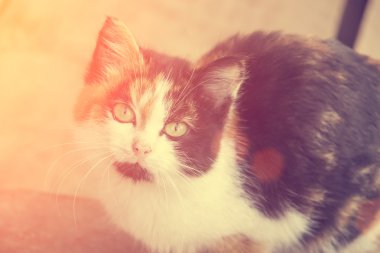 Şirin, clorful kitty kapalı