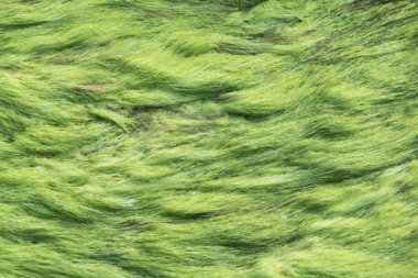 Rüzgar altında çayır çimen