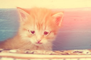 Kapalı oynayan küçük kedi yavrusu