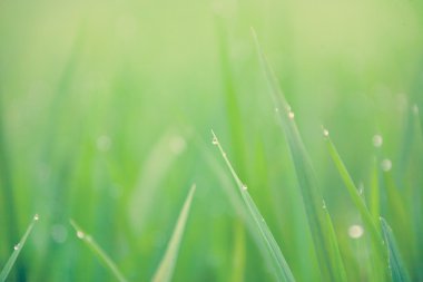 Çiğ damlaları ile çim bıçaklar