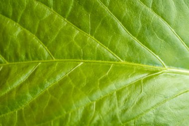 Yeşil yaprak parlak ışık ile