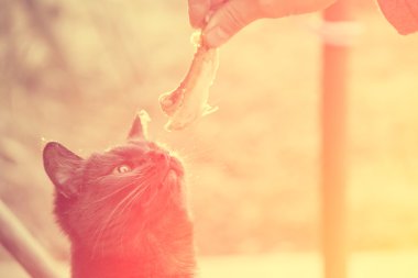 Gri kedi tavuk kemiği koklama