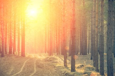 Orman ağaçları arasındaki yol zemin