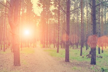 Orman toprak yol çam ağaçları arasında